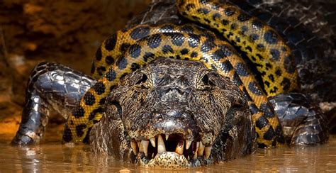 The Great Caiman Migration A Massive Reptilian Exodus and its Implications for Early Brazilian Societies